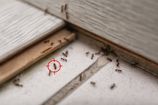 Best Pest Inspection Near Me  in Mounds, OK